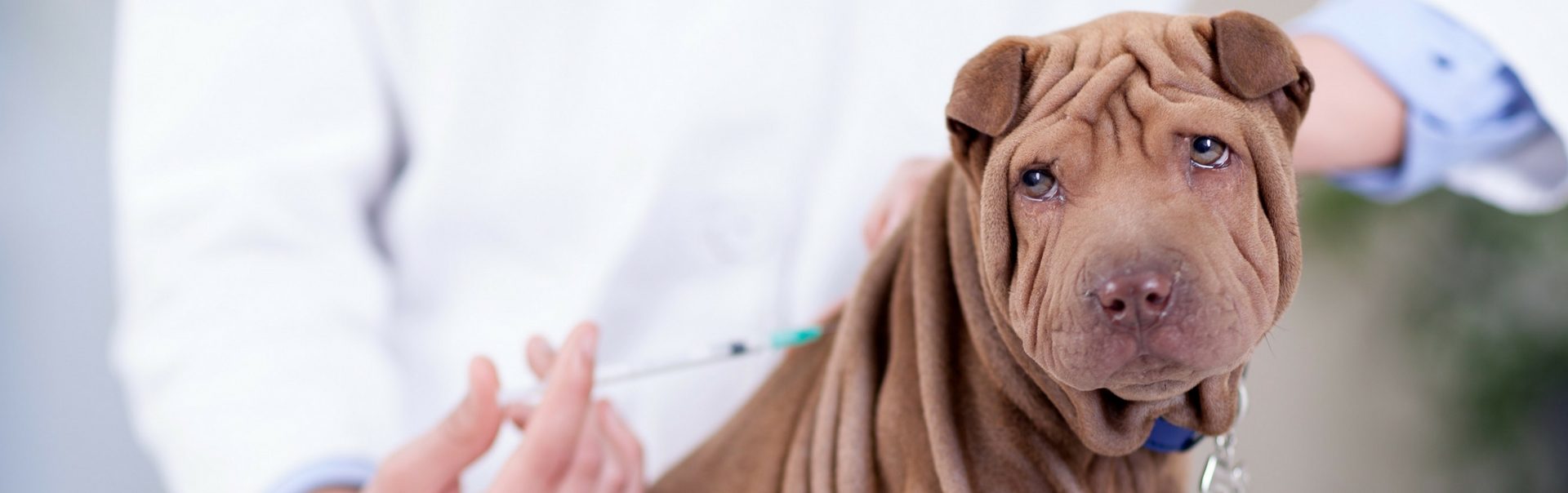 Puppy Identification Methods: Beyond Microchipping